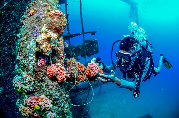 Shipwreck Biodiversity