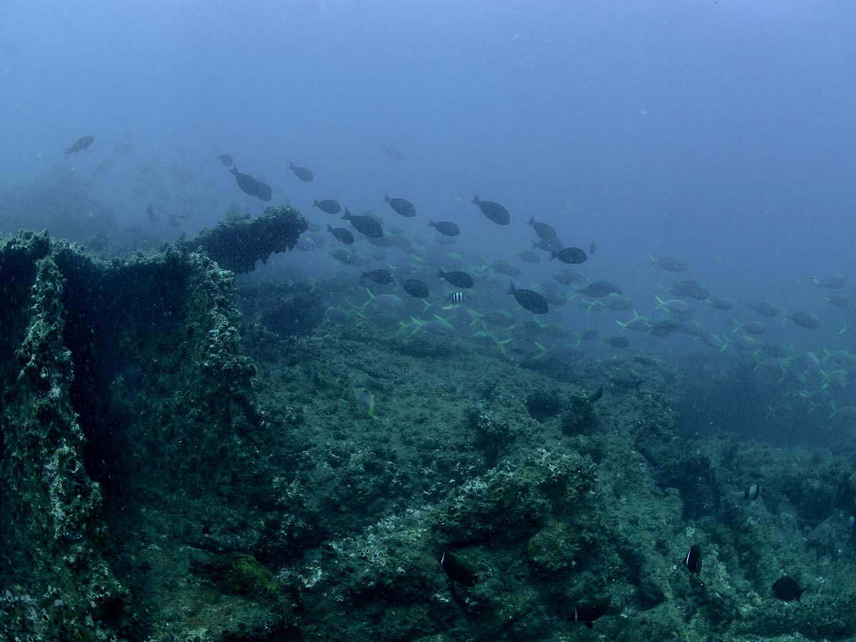 Hull remains scattered on the reef