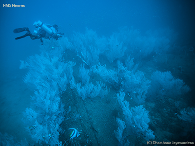 Diver over Black Coral