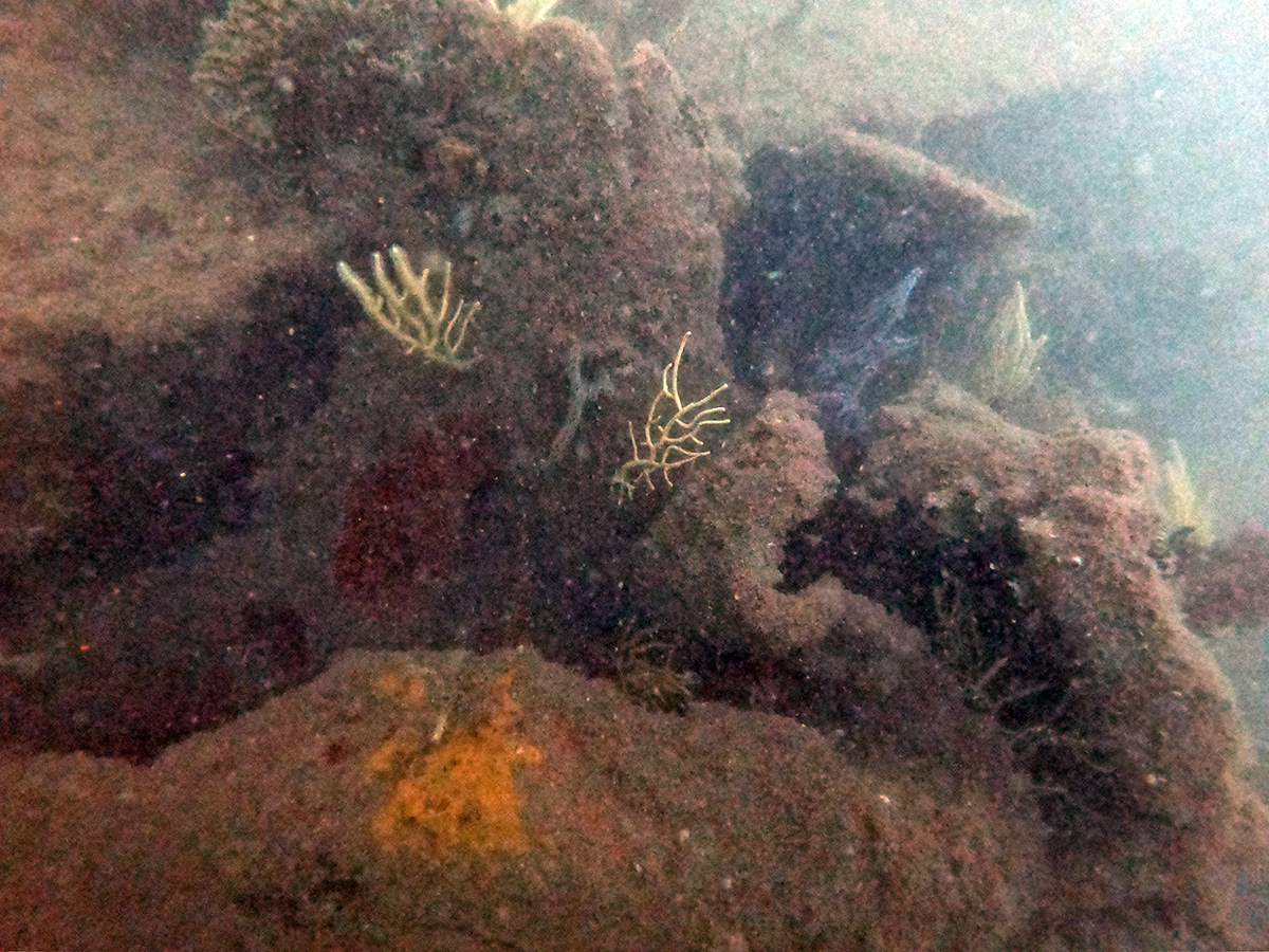 Remains of iron hull
