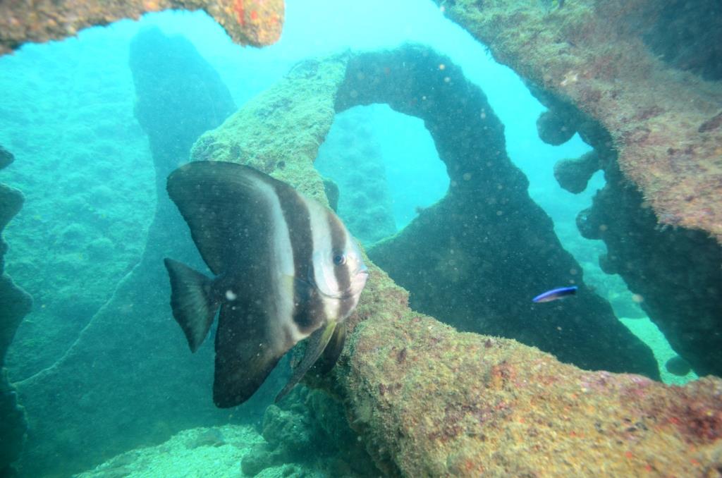 remains of the wreck