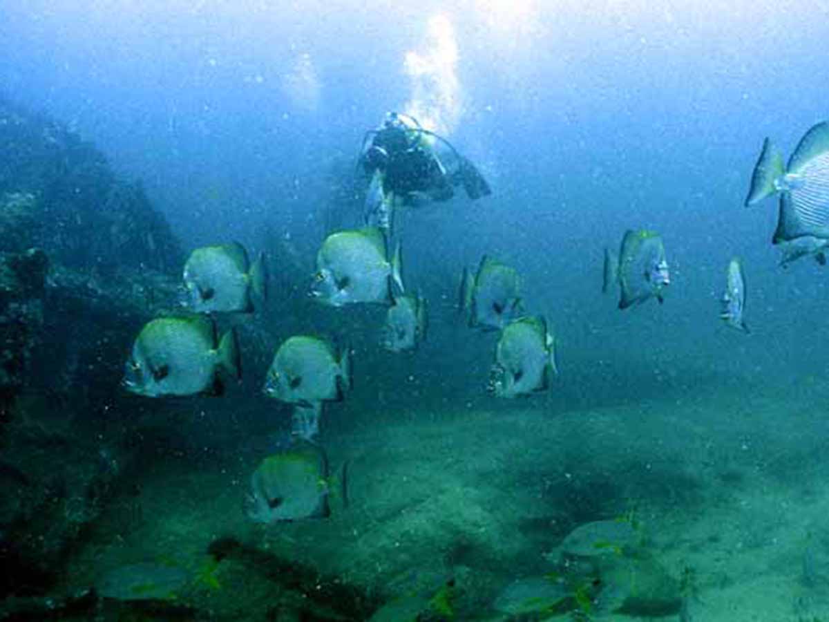 Marine life gathered around the wreck