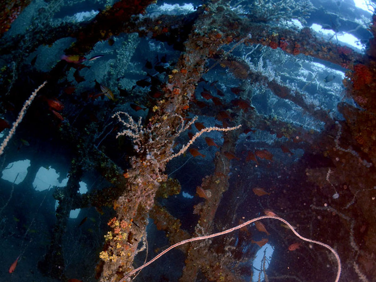 Marine life at the Wallet Wreck