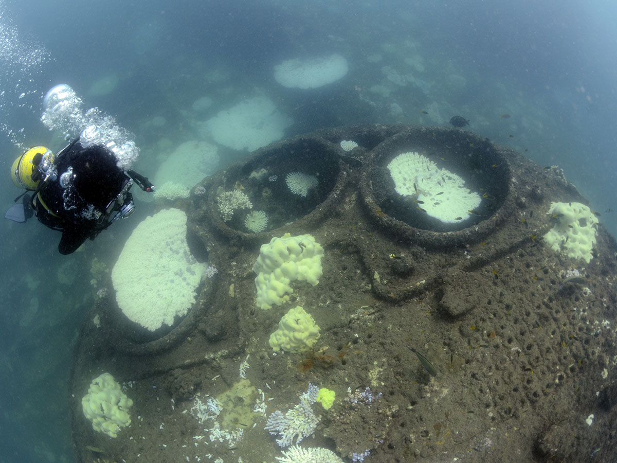 Bleaching corals with Boiler